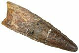 Fossil Spinosaurus Tooth - Real Dinosaur Tooth #373900-1